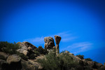 photo thumbnail #8