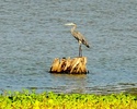 photo thumbnail #12