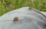 photo thumbnail #4