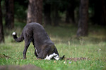 photo thumbnail #7