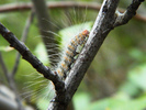 photo thumbnail #15
