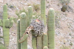 photo thumbnail #9