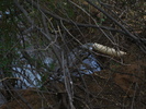 photo thumbnail #15