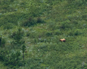 2012-08-02 :: GNP Day One and Many Glacier :: tibber