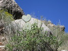 photo thumbnail #11
