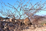 photo thumbnail #6