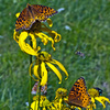 photo thumbnail #3