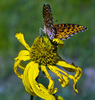 photo thumbnail #5