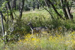 photo thumbnail #11