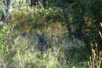 photo thumbnail #15