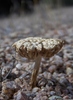 photo thumbnail #15