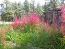 photo thumbnail #3