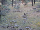 photo thumbnail #12