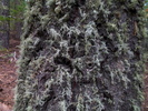 photo thumbnail #14