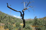 photo thumbnail #8
