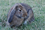 photo thumbnail #10