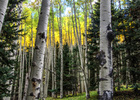 photo thumbnail #3