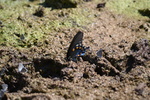 photo thumbnail #11