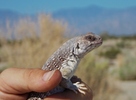 photo thumbnail #2