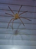 photo thumbnail #14