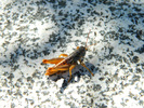 photo thumbnail #4