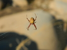 photo thumbnail #11