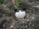 photo thumbnail #13