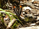 photo thumbnail #14