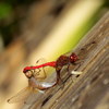 photo thumbnail #10
