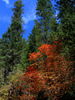 photo thumbnail #11