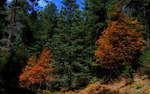 photo thumbnail #14