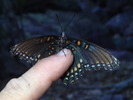 photo thumbnail #11