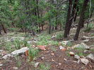 photo thumbnail #5