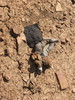 photo thumbnail #8