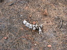 photo thumbnail #8