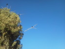 photo thumbnail #12