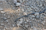 photo thumbnail #11