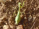 photo thumbnail #15