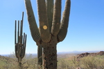 photo thumbnail #14