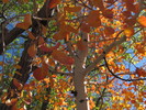 photo thumbnail #11