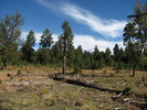 photo thumbnail #12