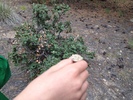 photo thumbnail #6