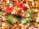 photo thumbnail #10