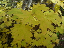 photo thumbnail #13