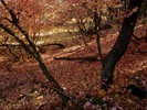 photo thumbnail #11