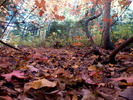 photo thumbnail #13