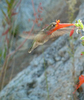 photo thumbnail #11