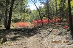 photo thumbnail #4