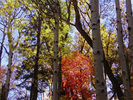 photo thumbnail #4