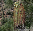 photo thumbnail #13